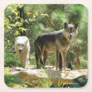 Recherche de loups gris Photographie animale