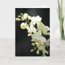 Recherche de orchidées blanches vœux cartes D'anniversaire
