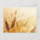 Recherche de orge posters Cuisson