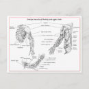 Recherche de biceps cartes postales Bras