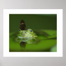 Recherche de de mur de grenouille Nature