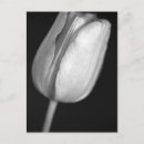 Recherche de teintes cartes postales Floral