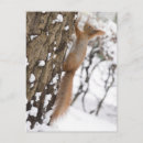 Recherche de squirrel cartes postales Animal