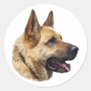 Recherche de alsacien autocollants Chiot