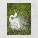 Recherche de plumage cartes postales Nature