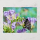 Recherche de veine cartes postales Fleur