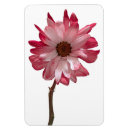 Recherche de marguerite rouge magnets Marguerie