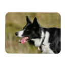 Recherche de colley magnets Border collie