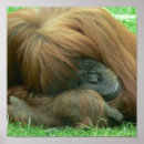Recherche de orangutan posters Safari