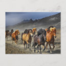 Recherche de troupeau de chevaux sauvages cartes postales Nature