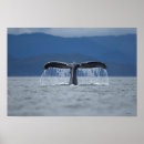 Recherche de queue de baleine posters Nature