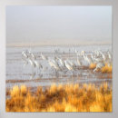 Recherche de grues art Faune