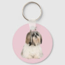 Recherche de tzu de shih porteclés Chiot