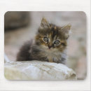 Recherche de chat domestique tapis souris Mignon