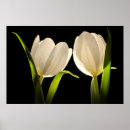 Recherche de tulipes blanches art Tulipe blanche