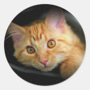Recherche de minou de minou autocollants Chaton