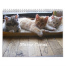 Recherche de le ragondin Chatons