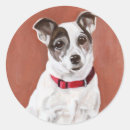 Recherche de jack russell autocollants Mignon