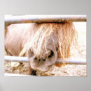 Recherche de poneys posters Équin