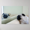 Recherche de le carlin posters Mignon