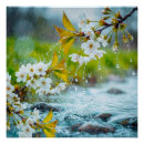 Recherche de fleurs de cerisier blanches posters Cerise