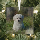 Recherche de caresse photographie Chiot