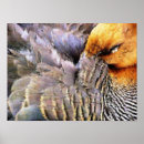 Recherche de canards sauvages posters Animaux