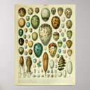 Recherche de bird egg posters Illustration