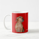 Recherche de teckels tasses Chiot
