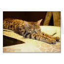 Recherche de chat somnolent Chaton