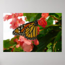 Zoek naar monarch vlinders posters Insect