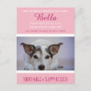 Recherche de adoption de chat cartes postales Pour animaux