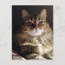Zoek naar mooie katten briefkaarten Schattig