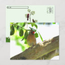 Recherche de cardinal cartes postales Oiseau