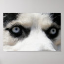 Zoek naar siberian husky kunst Dieren