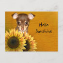 Zoek naar chihuahua puppy briefkaarten Hondenliefhebber