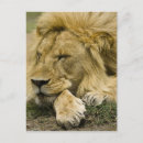 Recherche de masai mara cartes postales Panthera leo