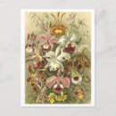 Recherche de orchidee cartes postales Fleur