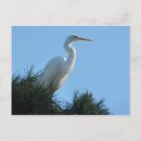 Zoek naar reiger briefkaarten Fotografie