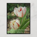 Recherche de tulipe rouge et blanche cartes postales Printemps