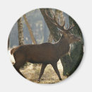 Recherche de cerfs communs magnets Arbres