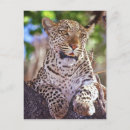 Recherche de chat léopard cartes postales Panthera pardus