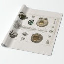Recherche de fossiles papier cadeau Vintage
