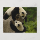 Recherche de panda géant cartes postales Chine