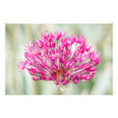 Recherche de allium posters Oignon
