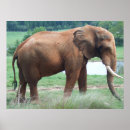Zoek naar dierentuinen posters Afrika