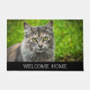 Recherche de humour noir chat terrasses jardins Chaton