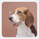 Recherche de chien beagle autocollants Photographie