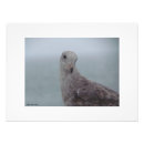 Recherche de pigeons posters Nature