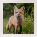 Zoek naar rode vossen puzzels Natuur